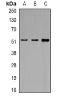 EIF3E Antibody
