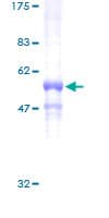 Human GNB3 Protein (Recombinant GST)