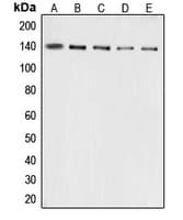 COL3A1 / Collagen III Antibody (N-Terminus)