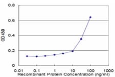 Monoclonal Mouse anti-Human RNF2 / RING2 / RING1B Antibody (clone 2B4, WB)