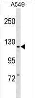 c-Kit / CD117 Antibody (aa334-361)