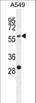 Polyclonal Rabbit anti-Human Paralemmin 3 / PALM3 Antibody (aa546-574, IHC, WB)