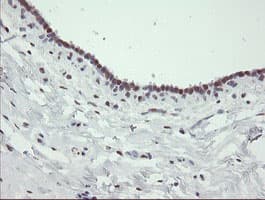 TLE1 / TLE 1 Antibody (aa180-460, clone OTI1F9)