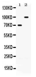 ZP1 Antibody