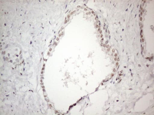 CIAPIN1 / Anamorsin Antibody (aa97-312, clone OTI1H4)