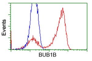 BUB1B / BubR1 Antibody (clone OTI6E3)
