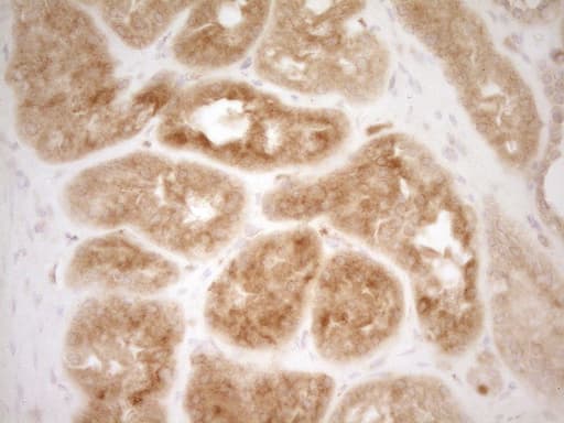 GRN / Granulin Antibody (aa327-593, clone OTI2F4)