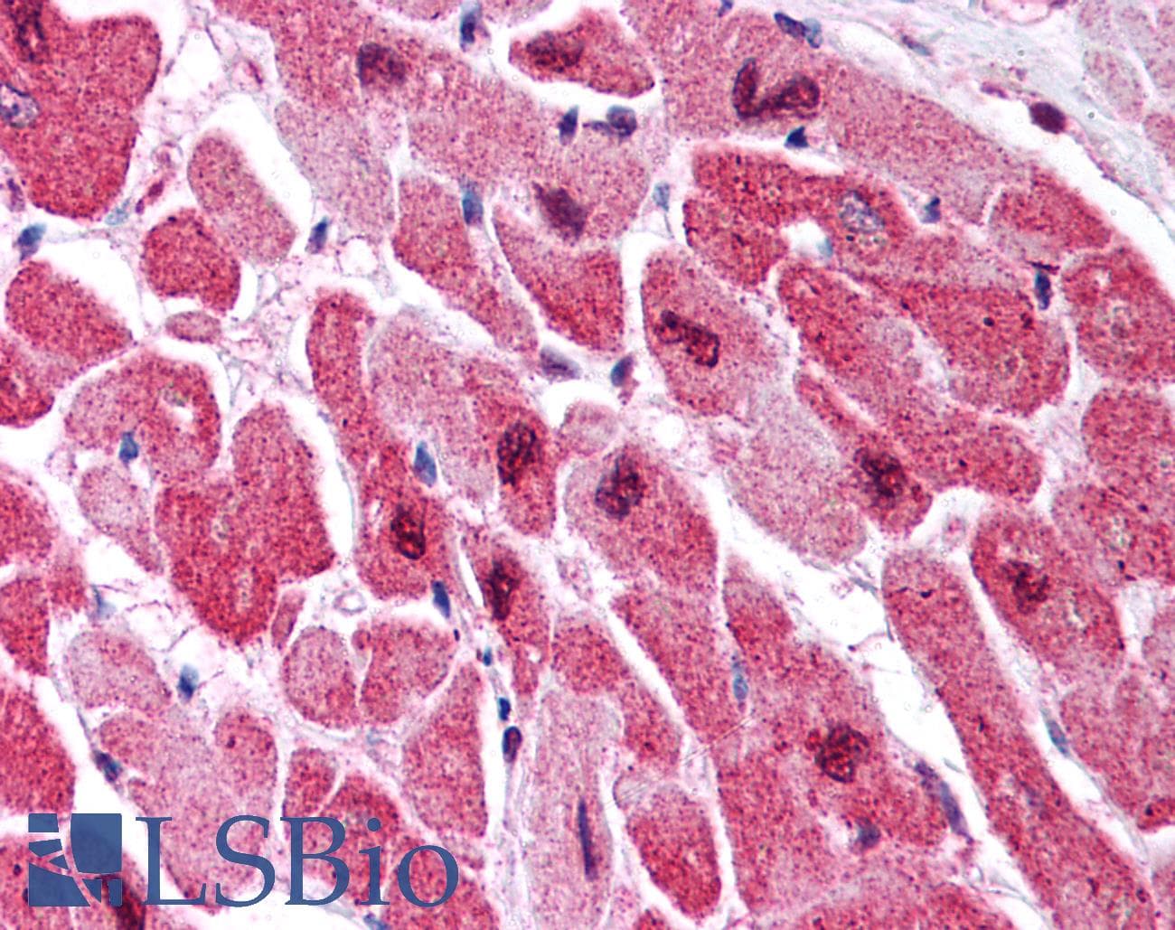 IHC-plus™ MAPK1 / ERK2 Antibody (clone 4C11C11C4)