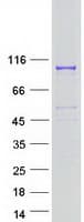 Human PALD1 / Paladin 1 Protein (Recombinant Myc-DDK (Flag))