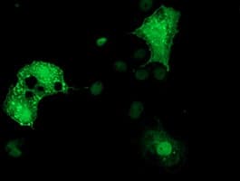 DTNA / Dystrobrevin Alpha Antibody (clone OTI1B2)