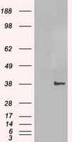 Monoclonal Mouse anti-Human JUN / c-Jun Antibody (clone OTI1C8, WB)