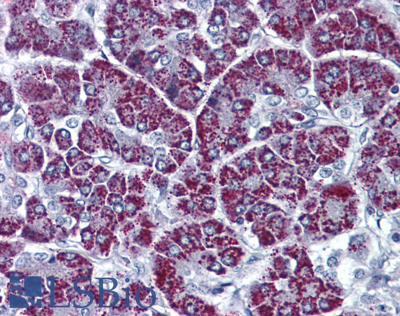 PathPlus™ P2RX3 / P2X3 Antibody (C-Terminus)