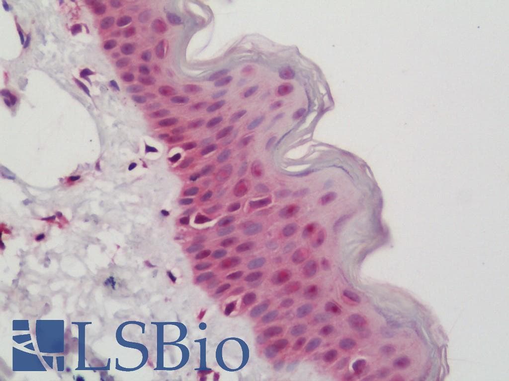 IHC-plus™ RFC3 Antibody (aa178-227)