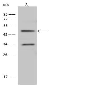 Polyclonal Rabbit anti-Human SP7 / Osterix Antibody (WB)
