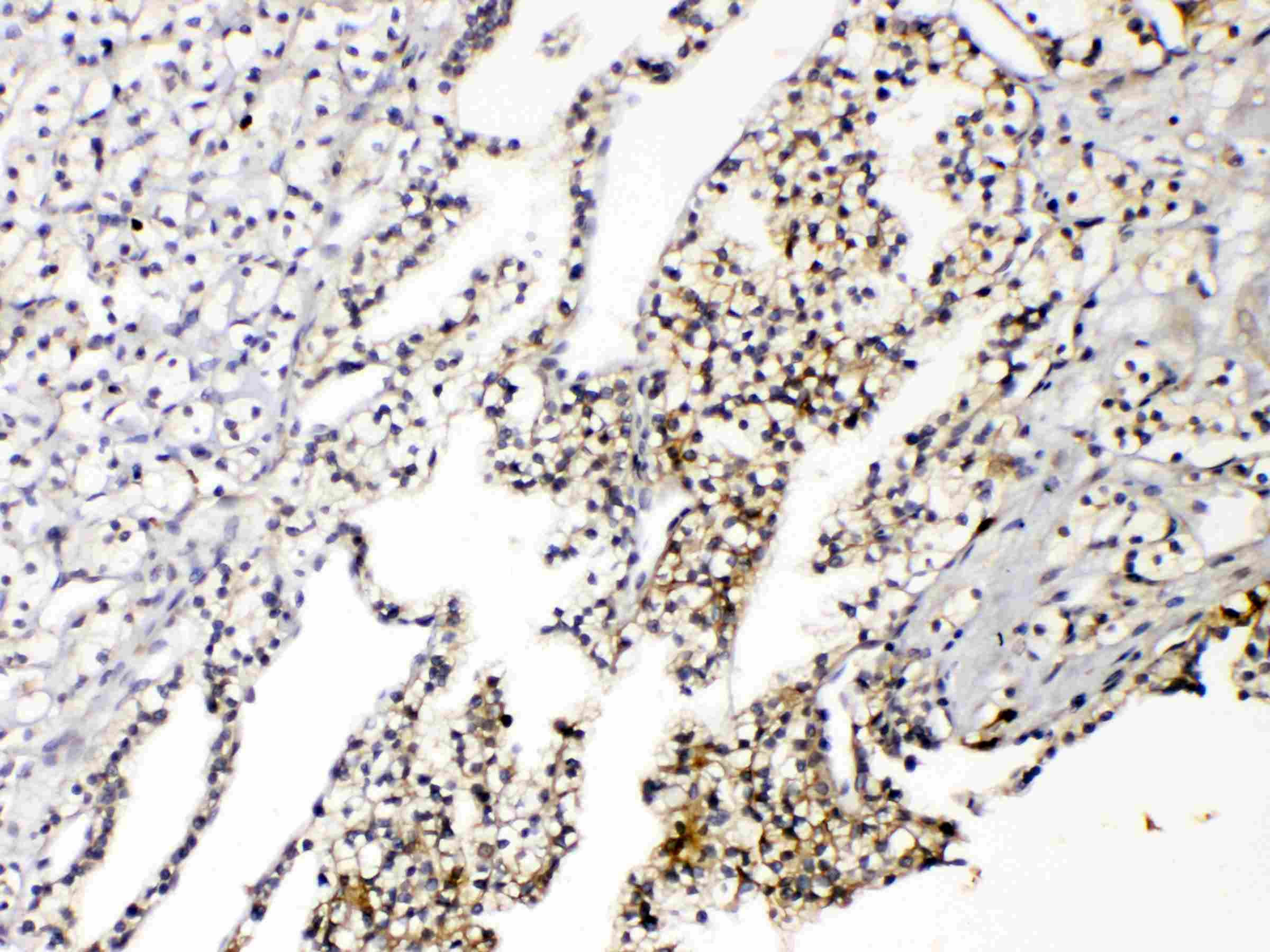 Polyclonal Rabbit anti-Human AQP3 / Aquaporin 3 Antibody (aa278-292, IHC, WB)