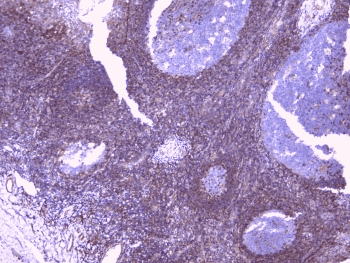 PEBP1 / RKIP Antibody