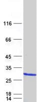 Human CDC42 Protein (Recombinant Myc-DDK (Flag))