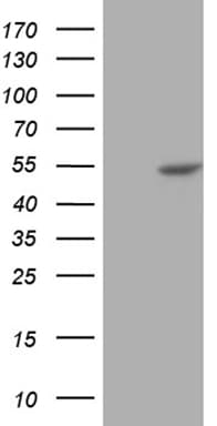 BLZF1 Antibody (aa1-246, clone OTI3G4)