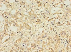 CCDC134 Antibody (aa23-229)