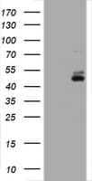 CD2 Antibody (clone OTI5A1, Carrier-free)