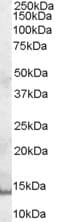 PathPlus™ PIP / GCDFP-15 Antibody (1-50 aa, Internal)