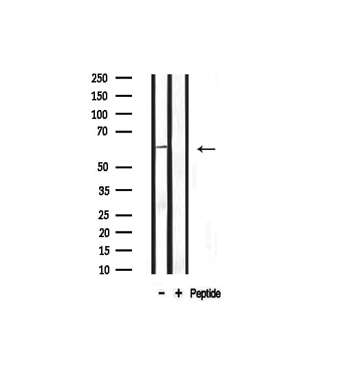 SPP1 / Osteopontin Antibody