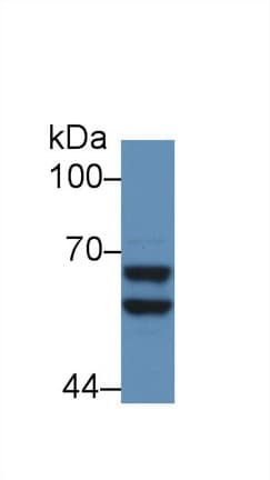 SERPINF2 / Alpha-2-Antiplasmin Antibody (aa348-491)
