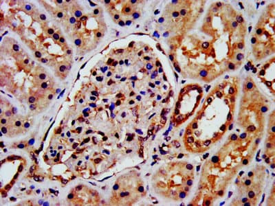 ARRB1 / Beta Arrestin 1 Antibody