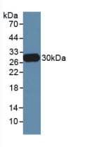 HNE / Neutrophil Elastase Antibody