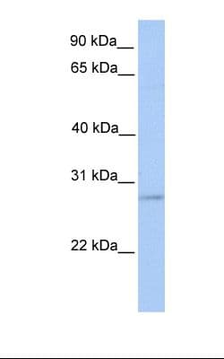 ORAI2 Antibody (aa146-195)