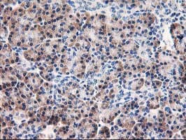AIPL1 Antibody (clone OTI3B4, Carrier-free)