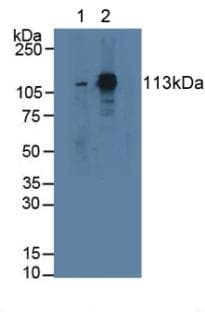 STAT2 Antibody (aa587-838, APC)