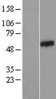 CCDC65 Protein (Over-Expression Lysate Myc-DDK (Flag))