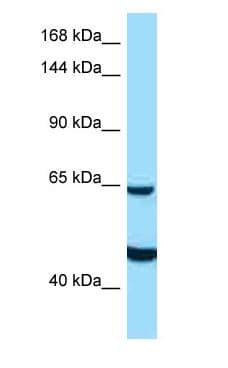 ZNF292 Antibody (aa398-447)