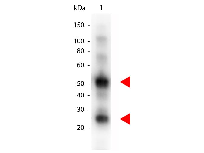 Donkey Anti-Goat IgG Secondary Antibody