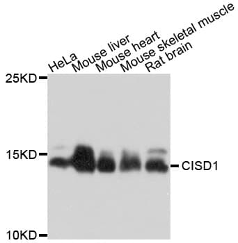 IHC-plus™ CISD1 Antibody