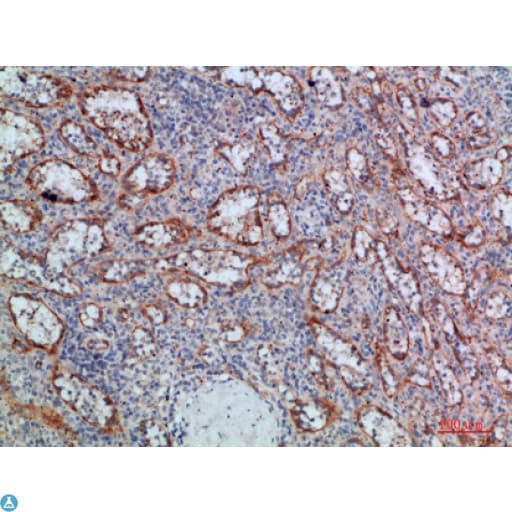 Lymphotoxin-Beta / LTB Antibody