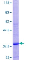 Human ATP6V0E1 Protein (Recombinant GST)