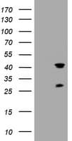 TMEM173 / STING Antibody (clone OTI3B10, Carrier-free)