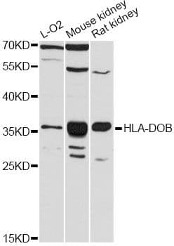 HLA-DOB Antibody