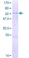 Human MSANTD3 Protein (Recombinant GST)