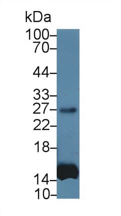 IL6 / Interleukin 6 Antibody (aa27-212, Cy3)