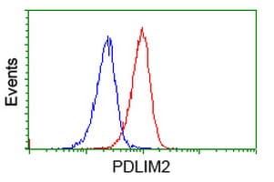 Monoclonal Mouse anti-Human PDLIM2 / SLIM Antibody (clone OTI9B6, WB)