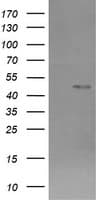 CHGA / Chromogranin A Antibody (clone OTI2E12)