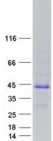 Human FAM122B Protein (Recombinant Myc-DDK (Flag))