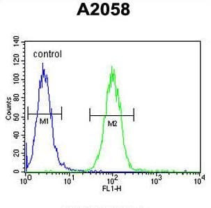 IHC-plus™ Polyclonal Rabbit anti-Human ANXA1 / Annexin A1 Antibody (aa129-158, IHC, WB)