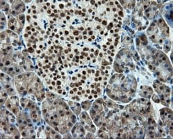 TUBA8 / Tubulin Alpha 8 Antibody (clone OTI2E9)