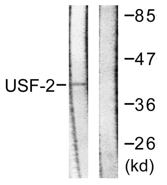 USF2 Antibody
