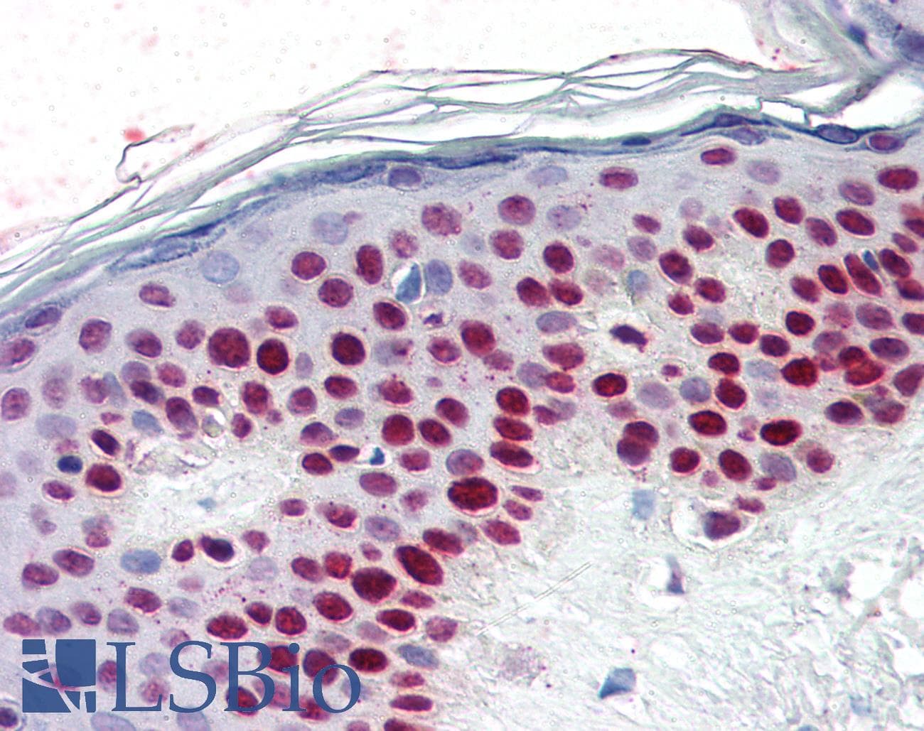 IHC-plus™ Polyclonal Rabbit anti-Human RCC1 Antibody (IHC, IF, WB)
