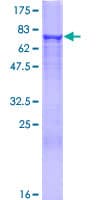Human HMGCS2 / HMG-CoA Synthase 2 Protein (Recombinant GST)